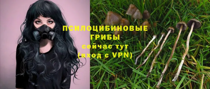 Псилоцибиновые грибы Psilocybe  Дзержинский 